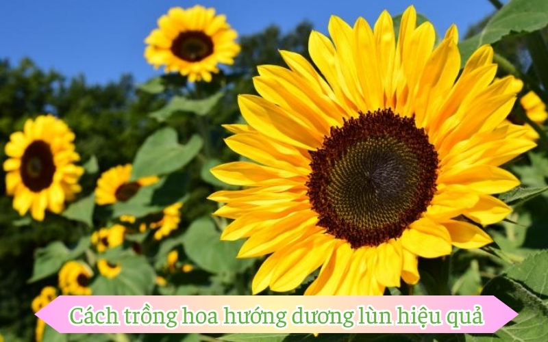 Cách trồng hoa hướng dương lùn hiệu quả