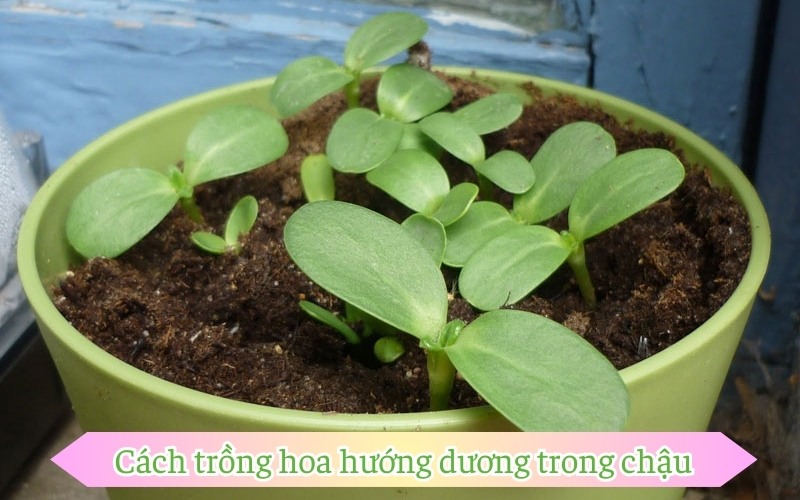 Cách trồng hoa hướng dương trong chậu