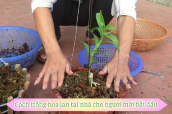 Hướng dẫn chi tiết cách trồng lan hiệu quả tại nhà dễ dàng