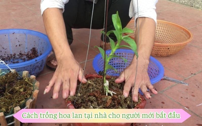 Cách trồng hoa lan tại nhà cho người mới bắt đầu