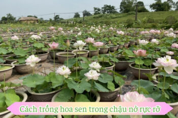 6 Cách trồng sen trong chậu để cây phát triển mạnh và rực rỡ