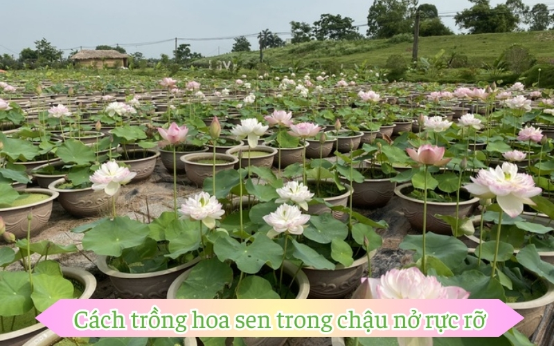 Cách trồng hoa sen trong chậu nở rực rỡ