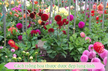 Học hỏi cách trồng hoa thược dược để khu vườn thêm tươi mới