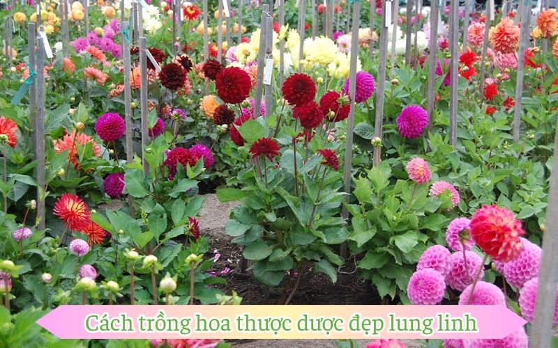 Cách trồng hoa thược dược đẹp lung linh