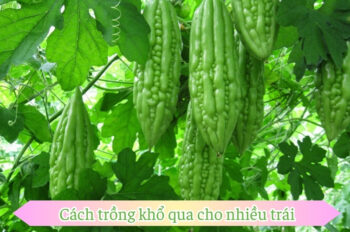 Cách trồng khổ qua để thu hoạch trái ngon bổ dưỡng tại nhà