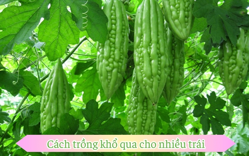 Cách trồng khổ qua cho nhiều trái