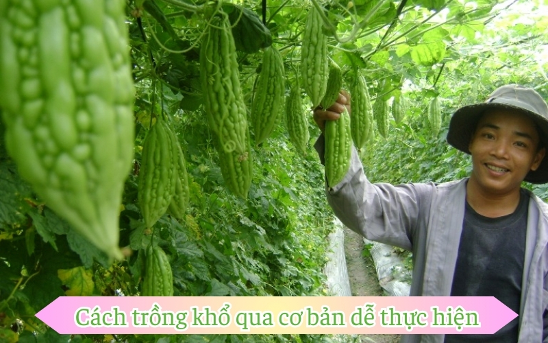 Cách trồng khổ qua​ cơ bản dễ thực hiện