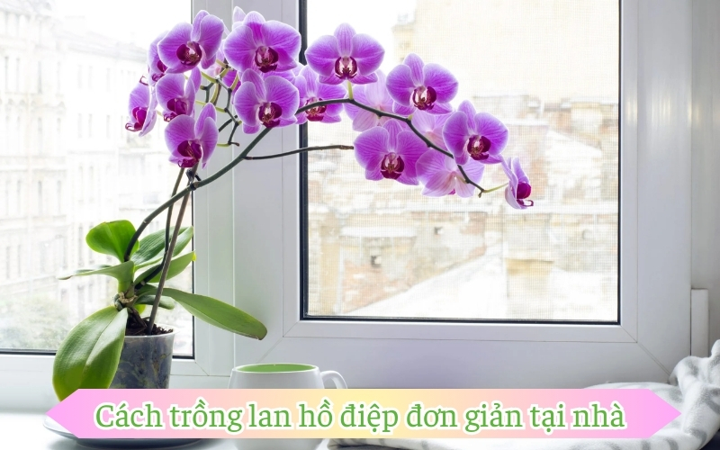 Cách trồng lan hồ điệp đơn giản tại nhà
