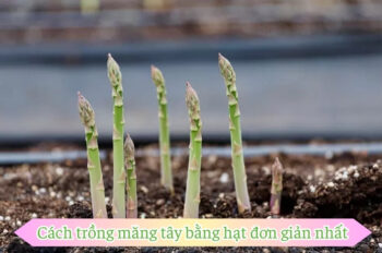 Top 10 Cách trồng măng tây đúng cách giúp cây phát triển tốt