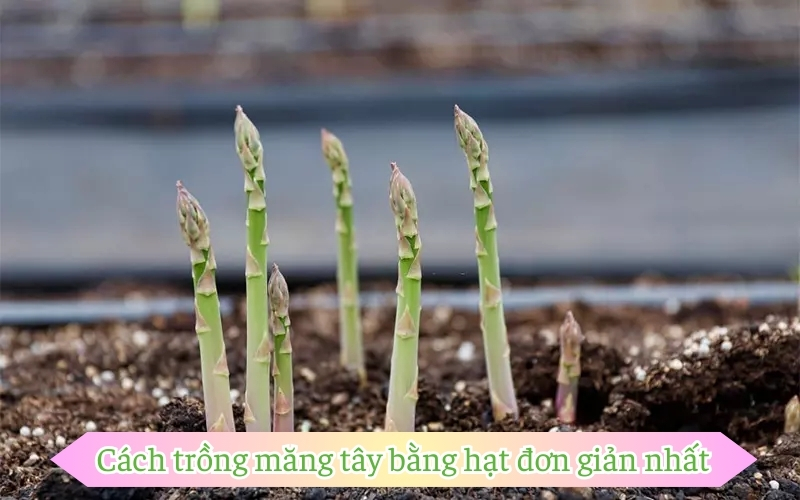 Cách trồng măng tây bằng hạt đơn giản nhất