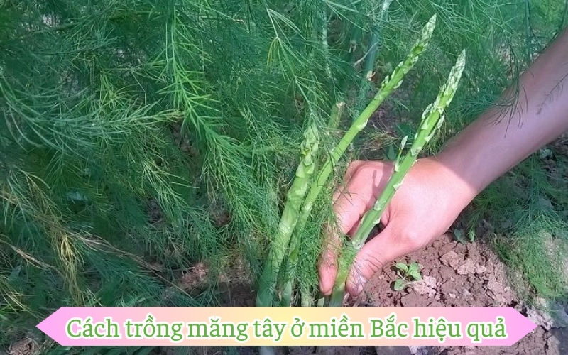 Cách trồng măng tây ở miền Bắc hiệu quả