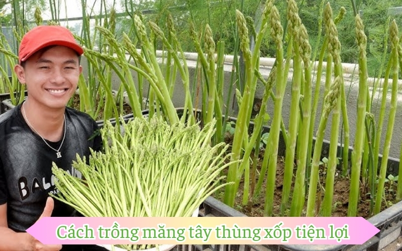 Cách trồng măng tây thùng xốp tiện lợi