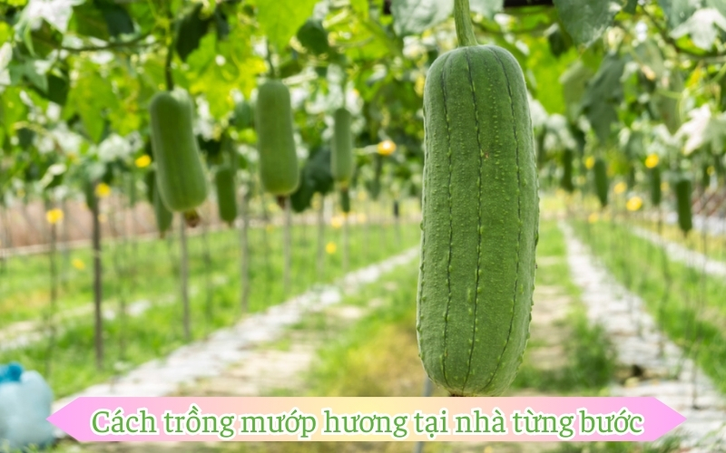 Cách trồng mướp hương tại nhà từng bước chi tiết