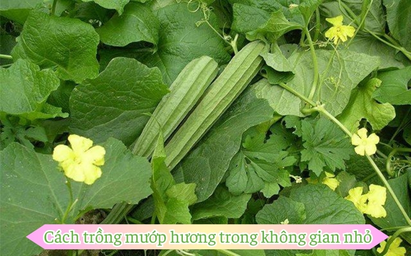 Cách trồng mướp hương trong không gian nhỏ