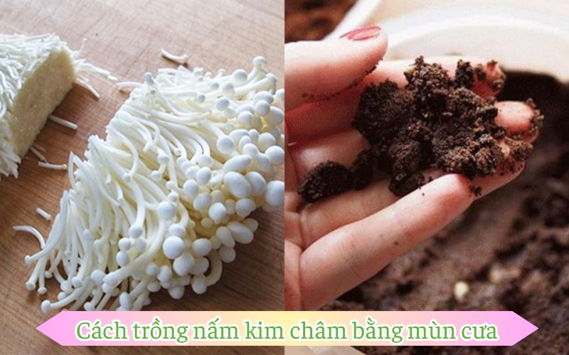 Cách trồng nấm kim châm bằng mùn cưa