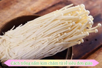 Cách trồng nấm kim châm tại nhà không cần kỹ thuật phức tạp