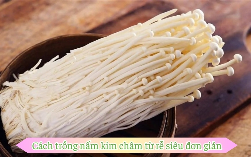 Cách trồng nấm kim châm từ rễ siêu đơn giản