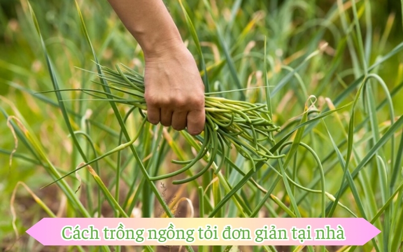 Cách trồng ngồng tỏi đơn giản tại nhà