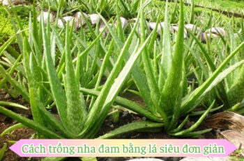 Chia sẻ cách trồng nha đam hiệu quả giúp cây phát triển tốt