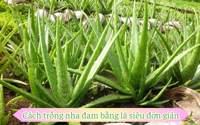 Cách trồng nha đam bằng lá siêu đơn giản