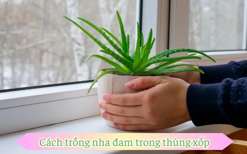 Cách trồng nha đam trong thùng xốp