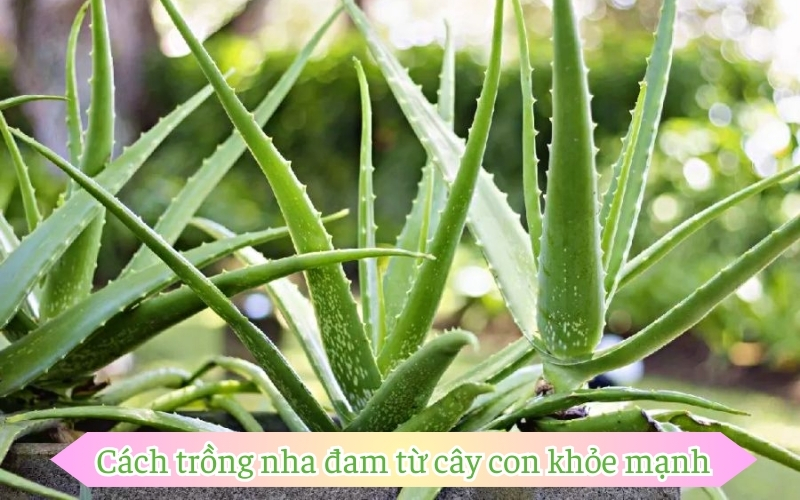 Cách trồng nha đam từ cây con khỏe mạnh