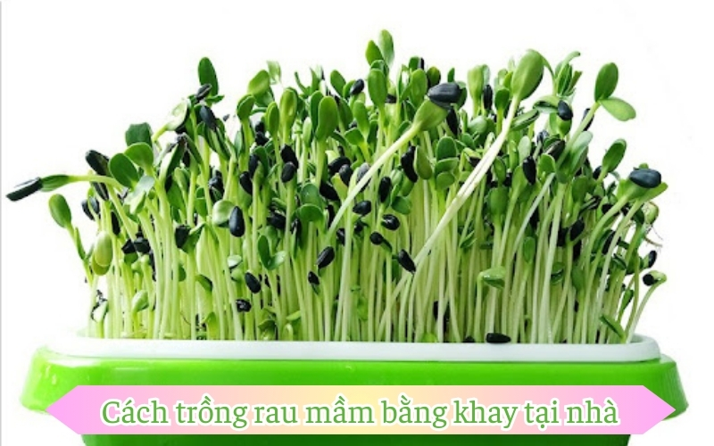 Cách trồng rau mầm bằng khay tại nhà