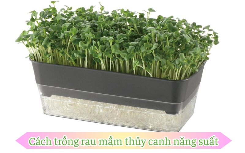 Cách trồng rau mầm thủy canh năng suất