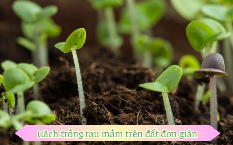 Cách trồng rau mầm trên đất đơn giản