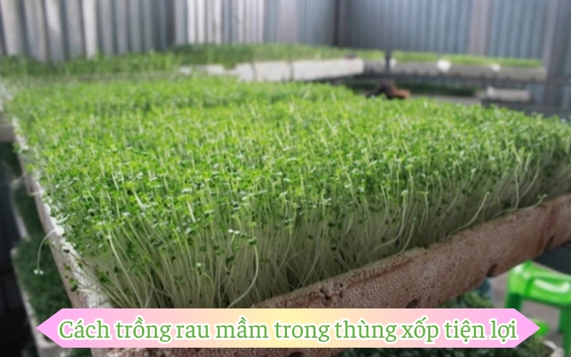 Cách trồng rau mầm trong thùng xốp tiện lợi