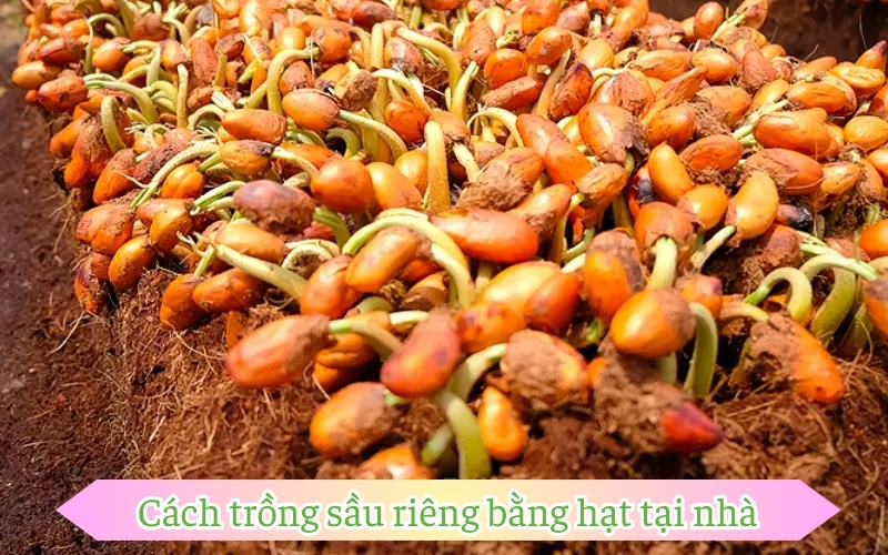 Cách trồng sầu riêng bằng hạt tại nhà