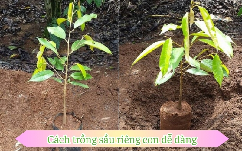 Cách trồng sầu riêng con dễ dàng