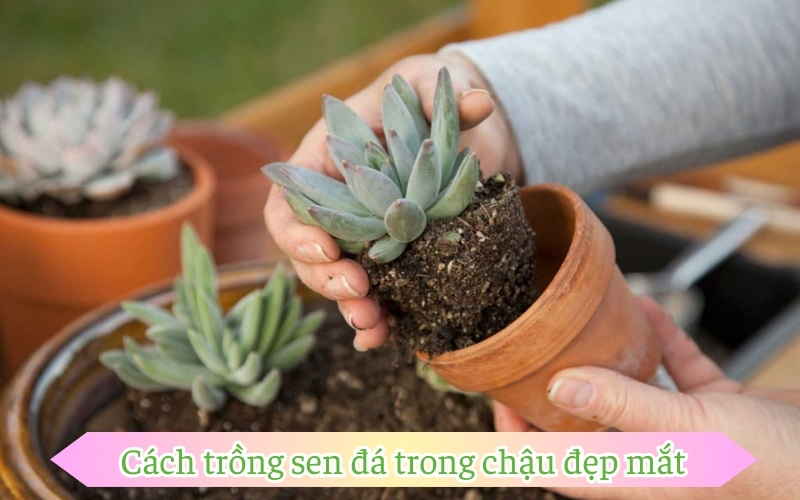 Cách trồng sen đá trong chậu đẹp mắt