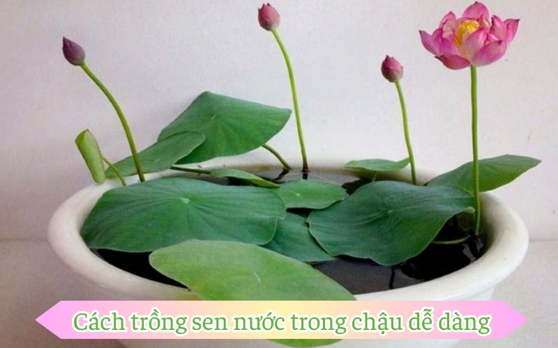 Cách trồng sen nước trong chậu dễ dàng