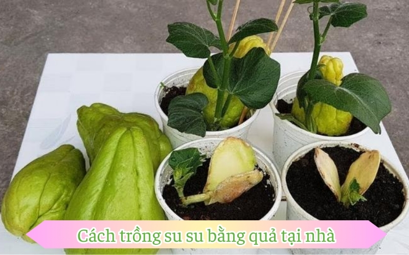 Cách trồng su su bằng quả tại nhà