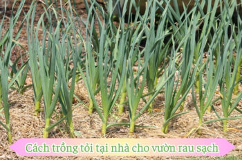 Chia sẻ cách trồng tỏi tại nhà từ củ đến ngồng tỏi tươi ngon