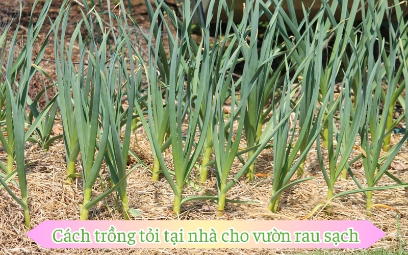 Cách trồng tỏi tại nhà cho vườn rau sạch