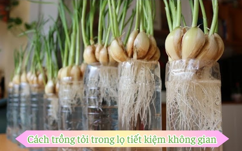 Cách trồng tỏi trong lọ tiết kiệm không gian