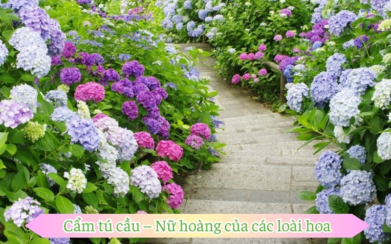 Cẩm tú cầu – Nữ hoàng của các loài hoa