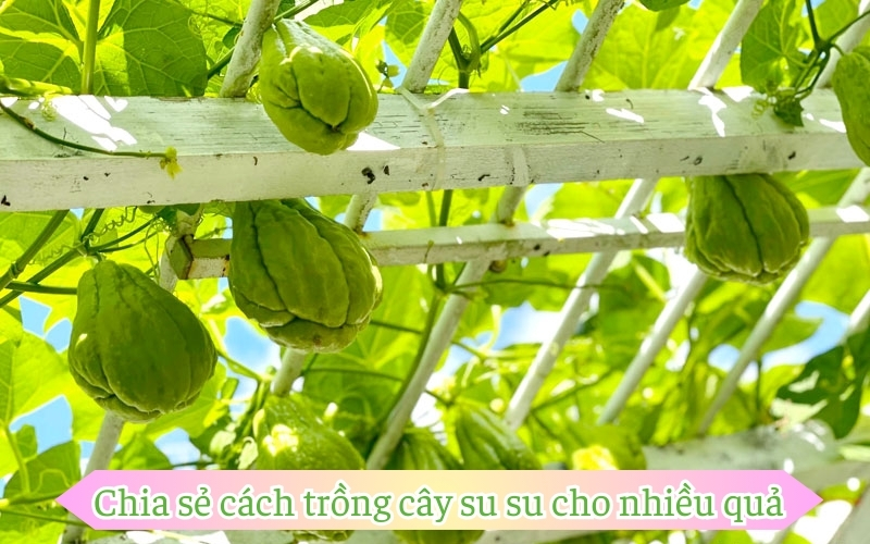 Chia sẻ cách trồng cây su su cho nhiều quả