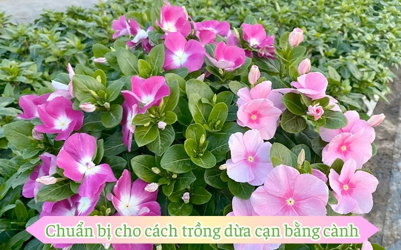 Chuẩn bị cho cách trồng dừa cạn bằng cành