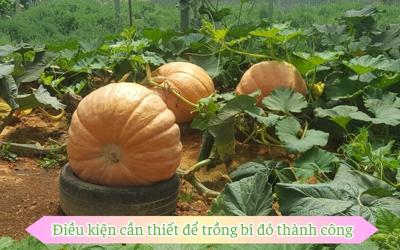 Điều kiện cần thiết để trồng bí đỏ thành công