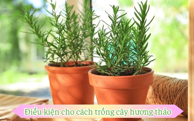 Điều kiện cho cách trồng cây hương thảo