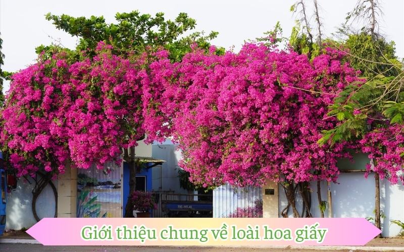 Giới thiệu chung về loài hoa giấy