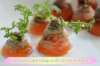 Cách trồng cà rốt đúng kỹ thuật để thu hoạch củ tươi ngon