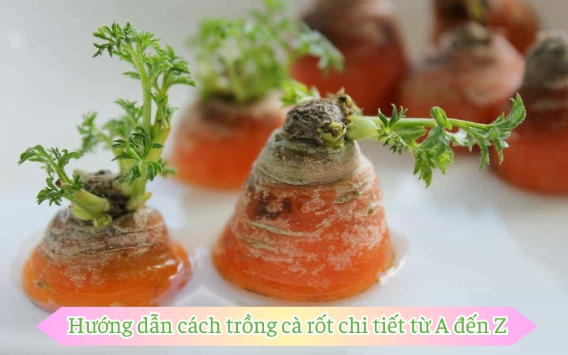 Hướng dẫn cách trồng cà rốt chi tiết từ A đến Z