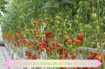 10+ Mẹo và cách trồng cà chua đạt năng suất cao ngay tại nhà