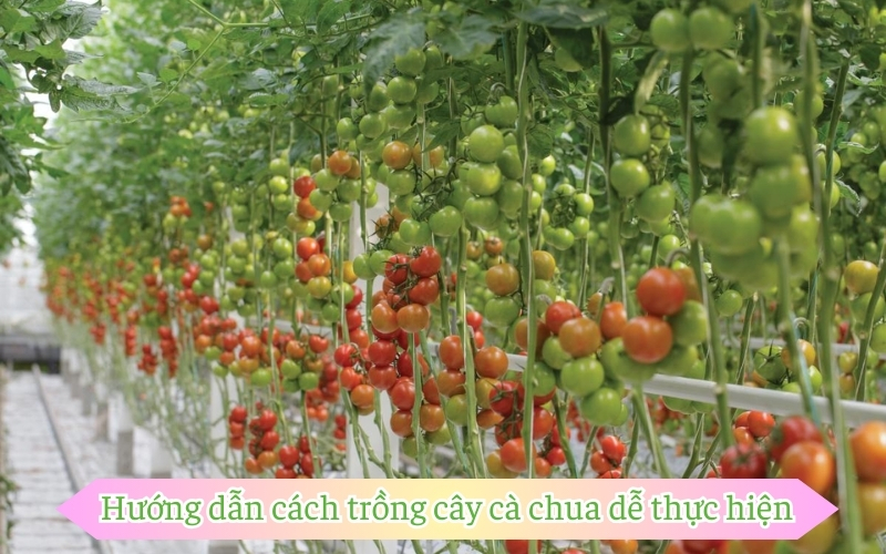 Hướng dẫn cách trồng cây cà chua dễ thực hiện