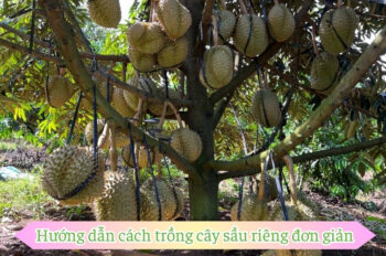 Tất tần tật các cách trồng sầu riêng để cây ra trái nhiều