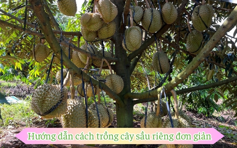 Hướng dẫn cách trồng cây sầu riêng đơn giản